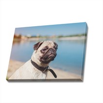 귀여운 강아지 사진 캔버스액자 (고객님 강아지 사진으로도 제작 가능합니다), DOG13