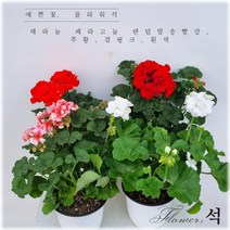 플라워석 제라늄 페라고늄 랜덤발송 빨강 주황 핑크 높이 35cm 선물가능 인테리어 플랜테리어 키우기쉬운 공기정화식물 반려식물 예쁜식물 포트 화분, 1+1 랜덤 발송