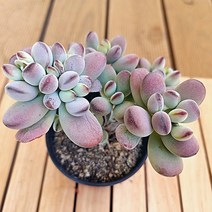 러브코리아 동글동글 통통한 분홍 방울복랑 예쁜다육 식물1-40 랜덤발송, 단품, 1개