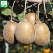 땅끝마을 해남 무농약인증 참다래 골드키위 하루 100박스, 1박스, 10. 골드키위 5kg(100g~120g)