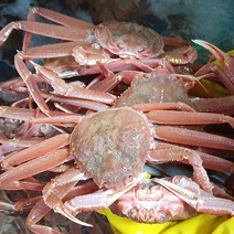 산지 직송 국산 영덕 대게 박달 홍게, 1box, 05_박달못난이2kg(4~7마리)