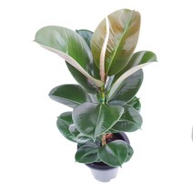 플라워앤곰_[인도고무나무]_57~80cm_굵은 외목대_공기정화식물_포트화분 1개