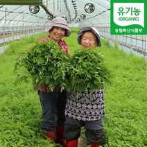 청주 유기농 미나리 500g 1kg 2kg 4kg 산지직송, 유기농미나리 2kg, 1개