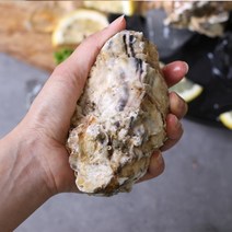산지직송 통영 채취 삼배체굴 수출용 사계절굴 석화 크기 대중소, 삼배체 통굴 1kg, 소(6~7미), 1개
