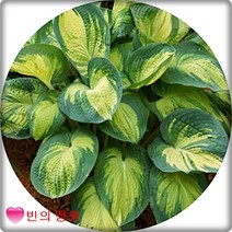 호스타화분 무늬옥잠화 무늬비비추 유럽옥잠화 화분묘, 빅대디, 1개