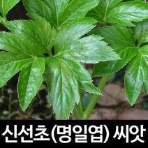신선초 씨앗 명일엽 약초 종자 야생초 토종 씨 100알
