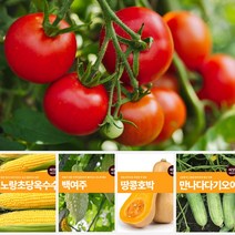 열매 채소 씨앗 모음 마이플랜트 강낭콩 와송 오이 호박 여주 고추 종자 베란다텃밭, 비덩쿨왜성적피강낭콩