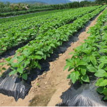 해충 억제 흑색 멀칭 비닐 두께 0.02mm 폭90/100/120 길이200m 썬라이크 필름 농업용 농사용, 120cm/200m(친환경 인증농가)