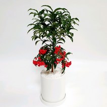 만냥금 빨간 열매가 돈을 칭한다고 생각해 개업선물로 인기가 많습니다