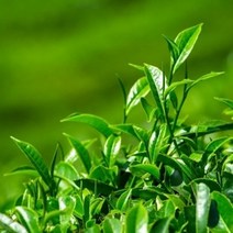 캔들씨 천연 아로마 에센셜오일 티트리 E.O(인도) 화장품 비누 재료, 30ml