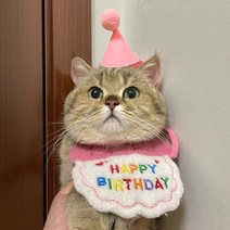 화예원 반려동물 강아지 생일 모자 파티 고양이 생일상 애견 돌잔치 고깔 모자 스카프 화예원 세트, 핑크