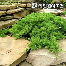 좀눈향 선좀눈향 상록수 정원수 조경수 가림원예조경, 좀눈향 4치포트(5개세트)