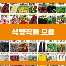 콩 옥수수 곡물 씨앗 모음, 15.호랑이강낭콩, 1개