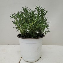 로즈마리 중품 49