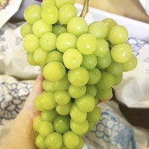 8월 제철과일 샤인머스켓 애플 청포도 망고 포도, 1개, 2kg