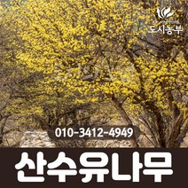 산수유나무/실생4년/개화주/1등묘/산수유/꽃/열매/나무/묘목/산수유묘목/조경수/도시농부, 실생4년/개화주