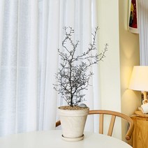 앙플랜트 플랜테리어 마오리 코로키아 소포라 토분 set, 마오리코로키아중품/기본플라스틱포트