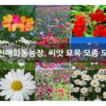 1800원 야생화 씨앗 모음 판매 과꽃 분꽃 금잔화 맨드라미 백일홍 메리골드, 300립 과꽃 혼합색