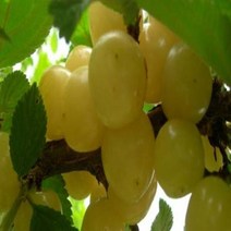 화이트앵두/접목1년(3주묶음)/묘목/k0750