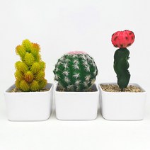 인테리어 도자기 화분 예쁜 다육이 조화 꽃 선인장 모음 식물화분 세트, 01. 단모환 선인장 화분세트