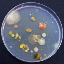 곰팡이 세균관찰 배지만들기 10인 배양실험 실험키트 초등학교 엄마표