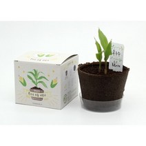 셀러허브_리빙 팜팜농장 옥수수_Nex, 상세페이지 참조