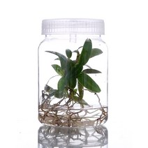 급수 가드너 자동 화분 자동관수장치 자동물주기 홈가드닝 1pc 350ml 500ml 식물 병 모종 용 플라스틱 항아리 조직 배양 모종 고온 저항 변형 없음, 투명한