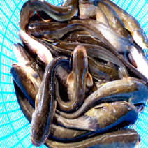 특별할인판매 고산민물수산 메기 1kg 국내산 손질, 1kg(냉동 손질)