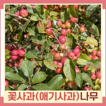 꽃사과나무 묘목 애기사과 해당화류 실생1년생 뿌리묘 5개