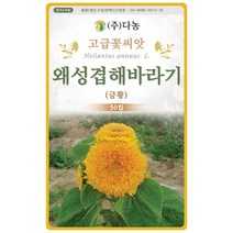 대엽 민들레 1000립 - 야생화 씨앗 꽃씨 씨 꽃씨앗 야생화씨앗 고급꽃씨 고급꽃씨앗 민들레씨 민들레씨앗, 11_다농_왜성겹 해바라기(금황)(50립)