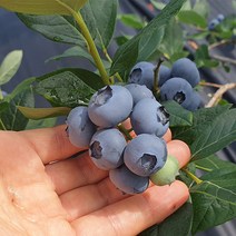 아이간식 다이어터 무농약 순창 햇블루베리 냉동과 1kg, 1개