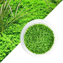 바보사랑 수초 무균 조직배양 쿠바펄 어항 수족관 수중식물.헬로아쿠아, 상세 설명 참조