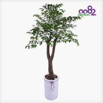 [0082플라워] P236 해피트리 서울 경기 배송상품