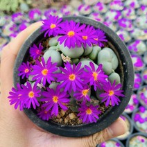 코노피튬 꽃피는 다육이 종류 선인장 다육식물 키우기, 1개