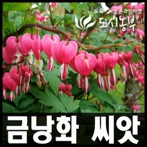 금낭화 씨앗/야생화 종자/용량 20립씩 판매/도시농부