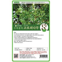 고로쇠나무씨앗(단풍) 15g, 단품없음