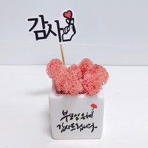 스마일컴퍼니 은혜캘리 스칸디아모스 화분, 03_(마)_부모님 은혜 캘리 모스-핑크