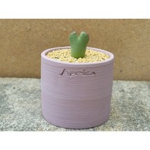 아프리카식물/코노피튬 빌로붐+수제토분-1305 구근 귀여운식물 희귀다육 아프리카농장