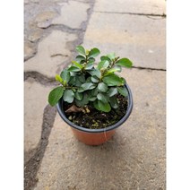 핑크꽃 수련목 소품 10-25cm 29