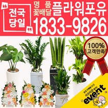 플라워포유 축하 오픈 개업 공기청정 관엽식물 화분선물 당일배송 꽃배달, (선택59)아가베