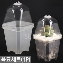 투명 육묘 세트 - 화분 슬릿 모종 씨앗 새싹 키우기 포트 플분 분갈이 유치원 학교 식목일 삽목 예쁜 새싹 인테리어