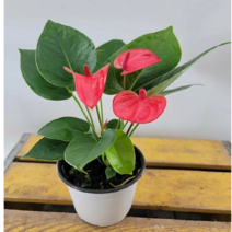 핑크안시리움(새로입고) 개화 시간이 오랜동안 피는 아이에요