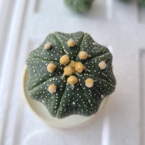 6.스타쉐이프 별모양 선인장 뿌리정리 가시없는선인장 미니선인장 아스트로피튬 슈퍼투구