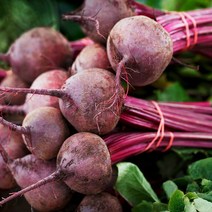 산지직송 제주도 레드비트 5kg 주스용 착즙용 즙용 빨간무 빨간비트, 제주 레드비트 5kg, 1개