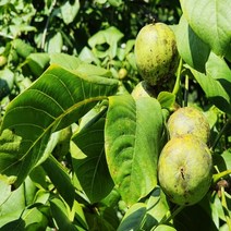 착한가격나무생각/호두나무/상촌/실생1년/뿌리묘/5주, 주