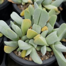 체리톱스 중품 다육이 노란꽃 오래피는 실내 다육식물 81-65, 단품, 1개