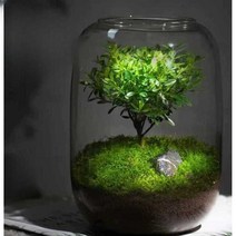 이끼공기청정기 숨쉬는 선물 미니분경 천연, Tree of Life Aknan
