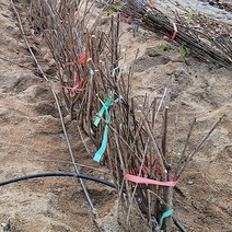 과실나무 자두나무묘목 과실수묘목 자두묘목 체리나무묘목, 체리묘목_5그루(2년생)
