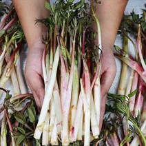 산지직송 강원도 겨울 두릅 땅두릅 독활 500g 1kg 1.5kg 2kg, 겨울두릅 2kg