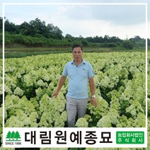 [대림원예종묘] 수국 목수국 나무수국 신품종목수국, 목수국 썬데이프레이즈 5치포트